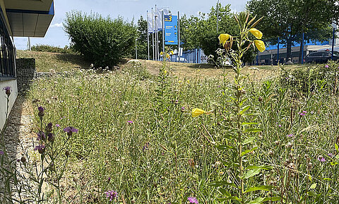 Gelbe und violette Blumen blühen auf einer Wiese vor dem Streck-Kundenzentrum in Freiburg